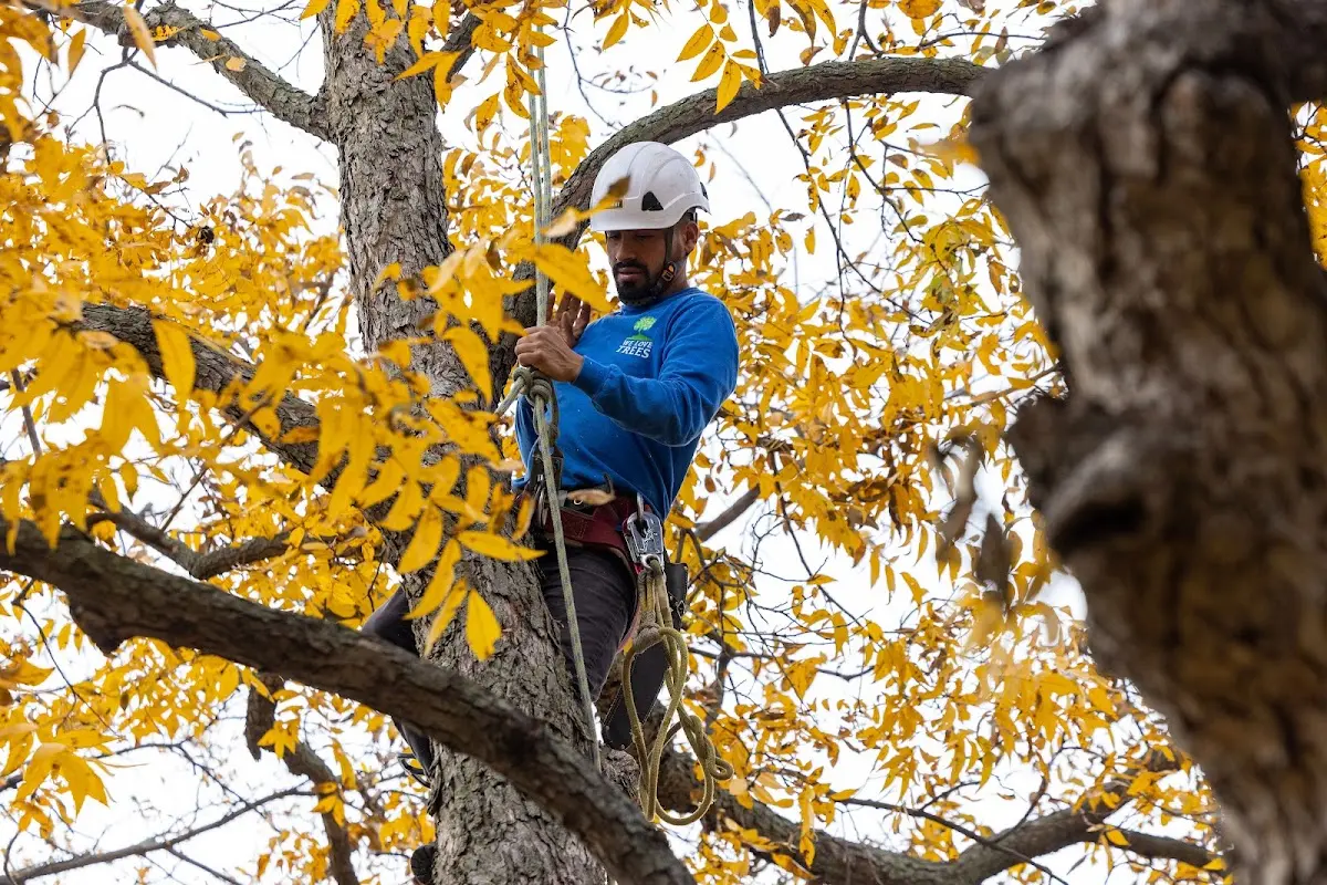Skilled Tree Trimming crew working in Manchester